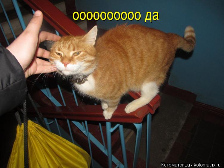 оооооооооо да... Котоматрица: оооооооооо да
