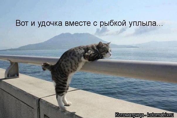 Вот и удочка вместе с рыбкой уплыла...... Котоматрица: Вот и удочка вместе с рыбкой уплыла...