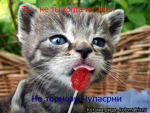 Котоматрица: Ты - не ты когда голоден Не тормози Чупасрни