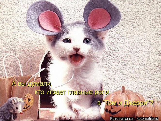 А вы думали, кто играет главные роли в "Том и Джерри"?... Котоматрица: А вы думали, кто играет главные роли в "Том и Джерри"?