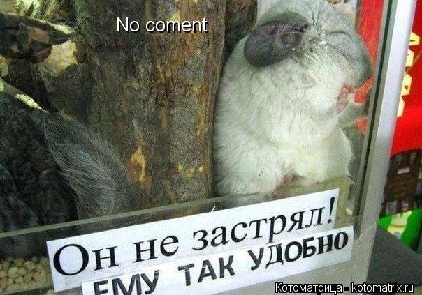 No coment... Котоматрица: No coment
