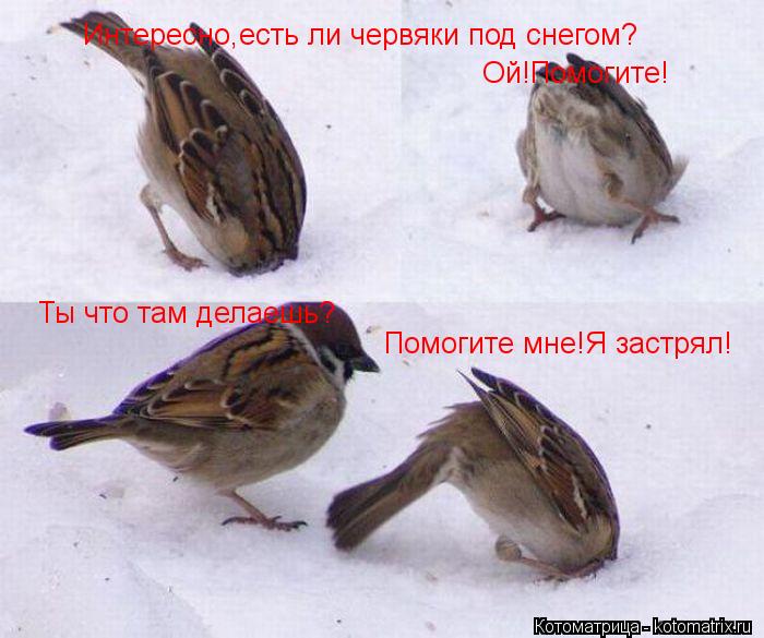 Интересно,есть ли червяки под снегом? Ты что там делаешь? Помогите мне!Я застрял! Ой!Помогите!... Котоматрица: Интересно,есть ли червяки под снегом? Ты что там делаешь? Помогите мне!Я застрял! Ой!Помогите!