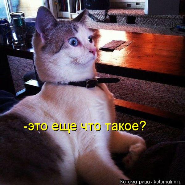 -это еще что такое?... Котоматрица: -это еще что такое?