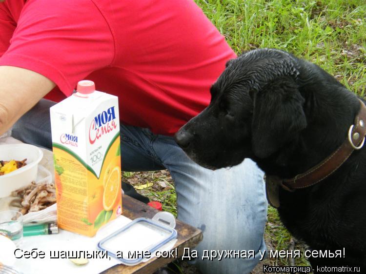 Себе шашлыки, а мне сок! Да дружная у меня семья!... Котоматрица: Себе шашлыки, а мне сок! Да дружная у меня семья!