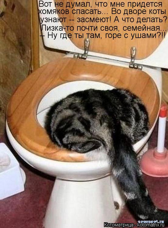 Вот не думал, что мне придется хомяков спасать... Во дворе коты узнают -- засмеют! А что делать? Лизк... Котоматрица: Вот не думал, что мне придется хомяков спасать... Во дворе коты узнают -- засмеют! А что делать? Лизка-то почти своя, семейная... -- Ну где ты там,