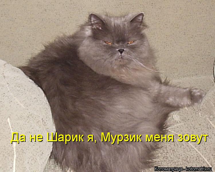 Да не Шарик я, Мурзик меня зовут... Котоматрица: Да не Шарик я, Мурзик меня зовут