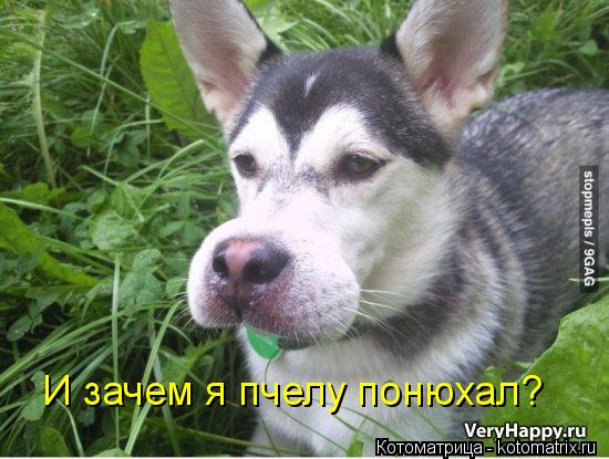 И зачем я пчелу понюхал?... Котоматрица: И зачем я пчелу понюхал?