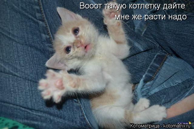 Вооот такую котлетку дайте мне же расти надо... Котоматрица: Вооот такую котлетку дайте мне же расти надо