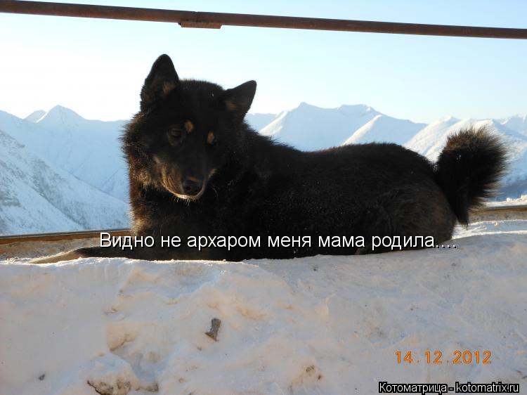 Видно не архаром меня мама родила....... Котоматрица: Видно не архаром меня мама родила....