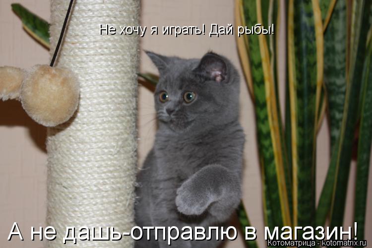 Не хочу я играть! Дай рыбы! А не дашь-отправлю в магазин!... Котоматрица: Не хочу я играть! Дай рыбы! А не дашь-отправлю в магазин!