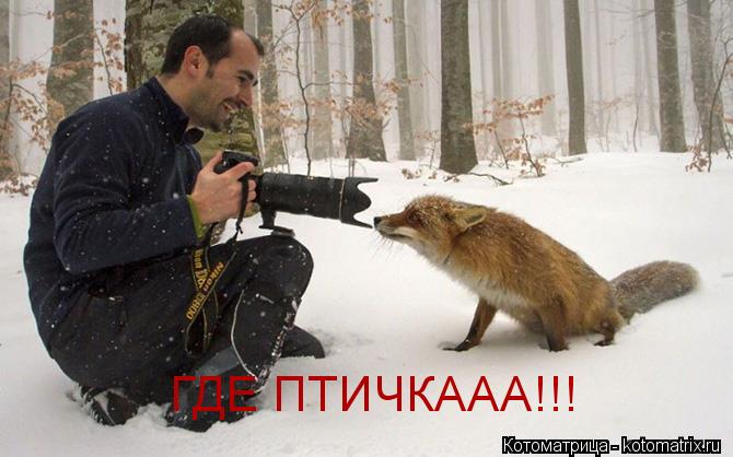 ГДЕ ПТИЧКААА!!!... Котоматрица: ГДЕ ПТИЧКААА!!!