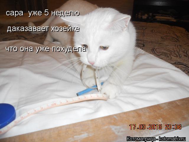 сара уже 5 неделю даказавает хозейке что она уже похудела... Котоматрица: сара уже 5 неделю даказавает хозейке что она уже похудела