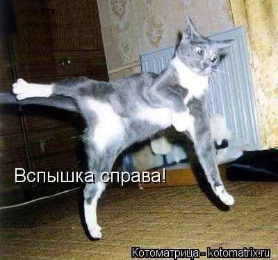 Вспышка справа!... Котоматрица: Вспышка справа!