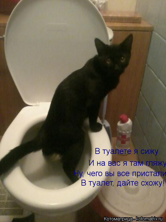 В туалете я сижу И на вас я там гляжу Ну, чего вы все пристали, В туалет, дайте схожу!... Котоматрица: В туалете я сижу И на вас я там гляжу Ну, чего вы все пристали, В туалет, дайте схожу!
