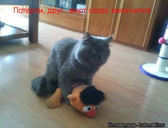 Котоматрица: Потерпи, друг...март скоро закончится