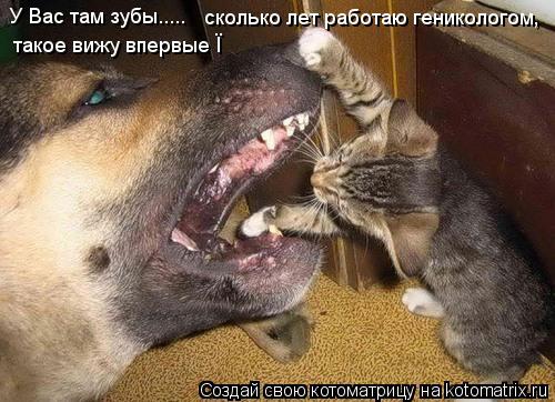 У Вас там зубы..... сколько лет работаю геникологом, такое вижу впервые Ї... Котоматрица: У Вас там зубы..... сколько лет работаю геникологом, такое вижу впервые Ї