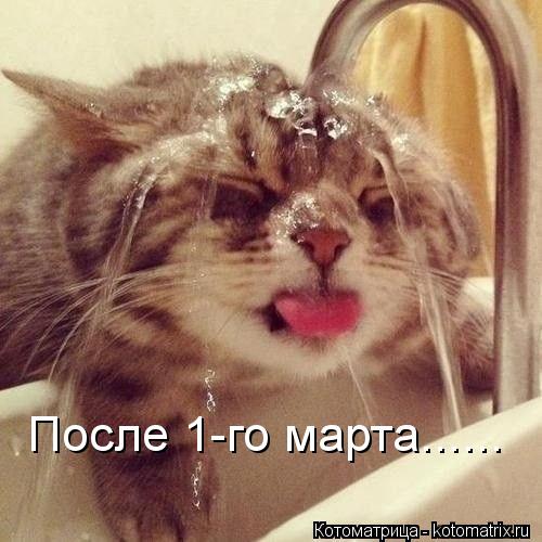 После 1-го марта......... Котоматрица: После 1-го марта......