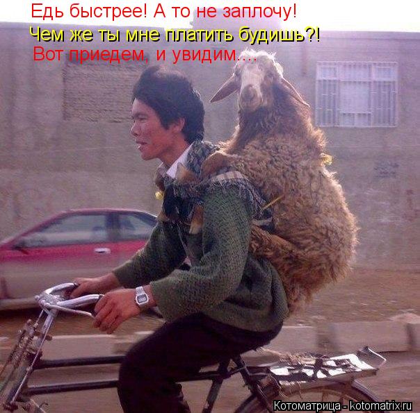 Едь быстрее! А то не заплочу! Чем же ты мне платить будишь?! Вот приедем, и увидим....... Котоматрица: Едь быстрее! А то не заплочу! Чем же ты мне платить будишь?! Вот приедем, и увидим....