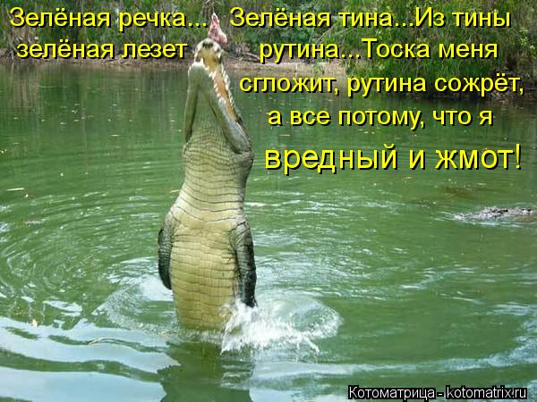 сгложит, рутина сожрёт, Зелёная речка... Зелёная тина...Из тины а все потому, что я зелёная лезет ... Котоматрица: сгложит, рутина сожрёт, Зелёная речка... Зелёная тина...Из тины а все потому, что я зелёная лезет рутина...Тоска меня вредный и жмот!