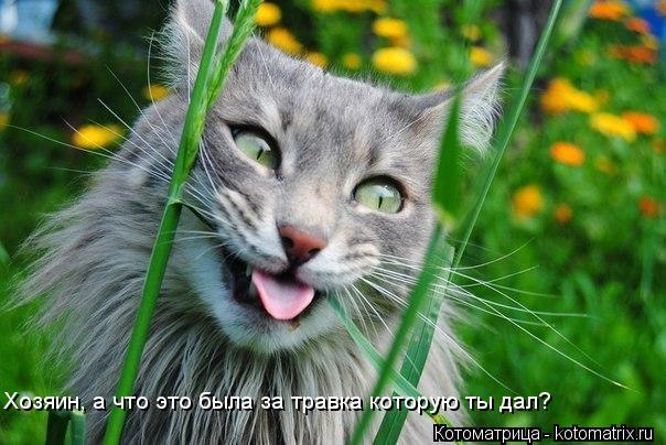 Хозяин, а что это была за травка которую ты дал?... Котоматрица: Хозяин, а что это была за травка которую ты дал?