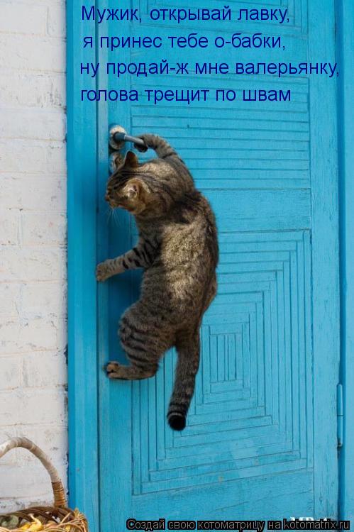 Котоматрица: Мужик, открывай лавку,  я принес тебе о-бабки,  ну продай-ж мне валерьянку, голова трещит по швам