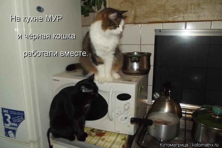 На кухне МУР и чёрная кошка работали вместе.... Котоматрица: На кухне МУР и чёрная кошка работали вместе.