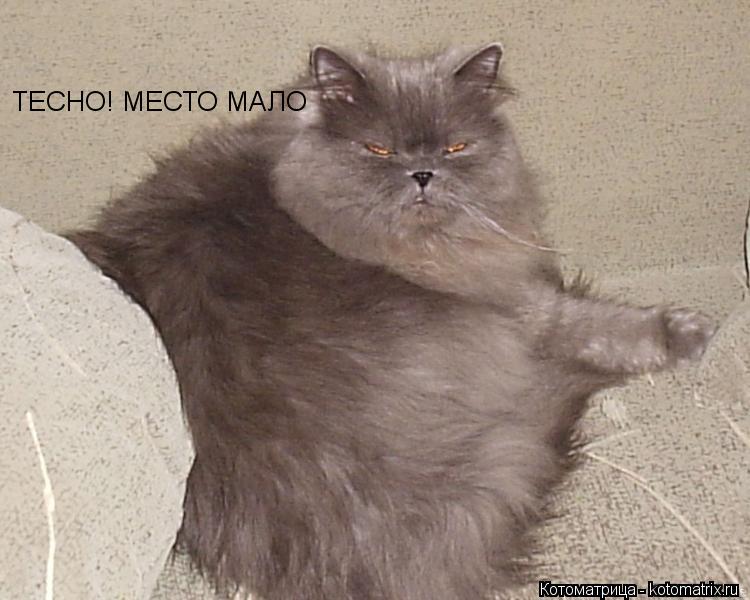 ТЕСНО! МЕСТО МАЛО... Котоматрица: ТЕСНО! МЕСТО МАЛО