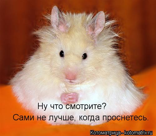 Ну что смотрите? Сами не лучше, когда проснетесь.... Котоматрица: Ну что смотрите? Сами не лучше, когда проснетесь.
