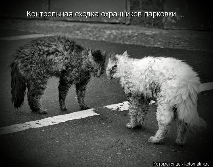 Контрольная сходка охранников парковки ...... Котоматрица: Контрольная сходка охранников парковки ...