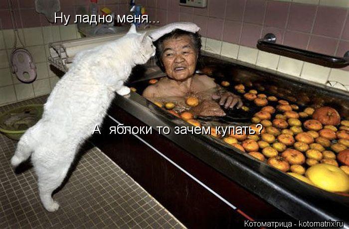 Ну ладно меня... А яблоки то зачем купать?... Котоматрица: Ну ладно меня... А яблоки то зачем купать?