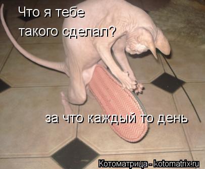 Что я тебе такого сделал? за что каждый то день... Котоматрица: Что я тебе такого сделал? за что каждый то день