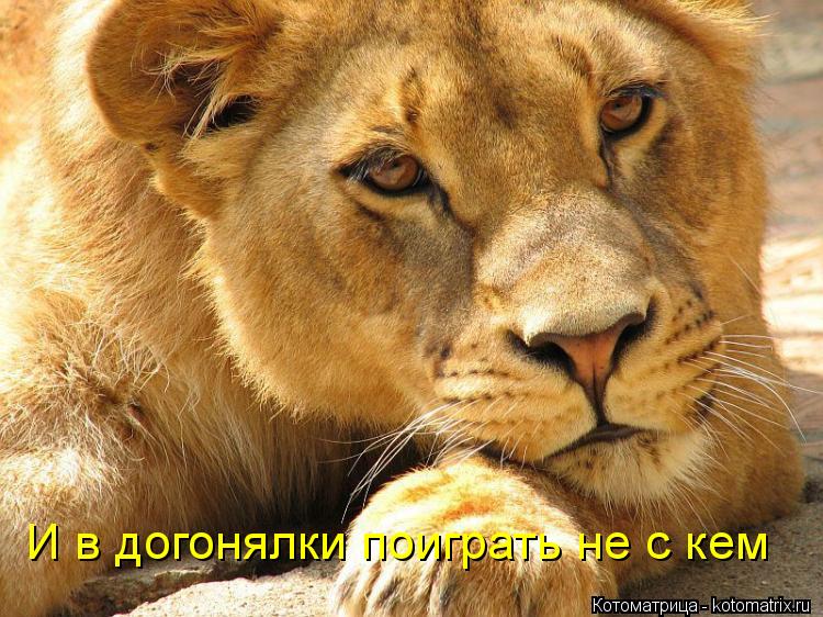 И в догонялки поиграть не с кем... Котоматрица: И в догонялки поиграть не с кем