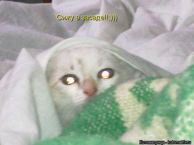Котоматрица: Сижу в засаде!!;)))