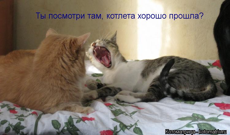 Котоматрица: Ты посмотри там, котлета хорошо прошла?