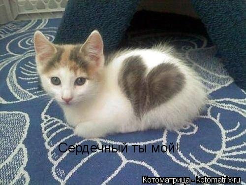 Сердечный ты мой!... Котоматрица: Сердечный ты мой!