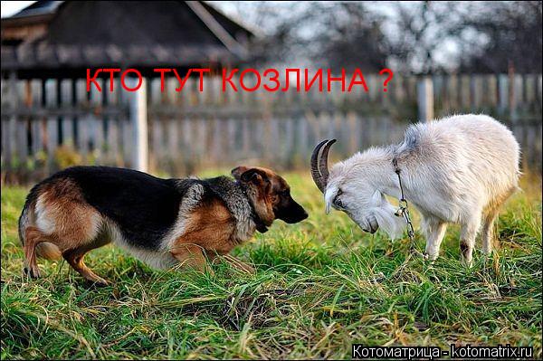 КТО ТУТ КОЗЛИНА ?... Котоматрица: КТО ТУТ КОЗЛИНА ?