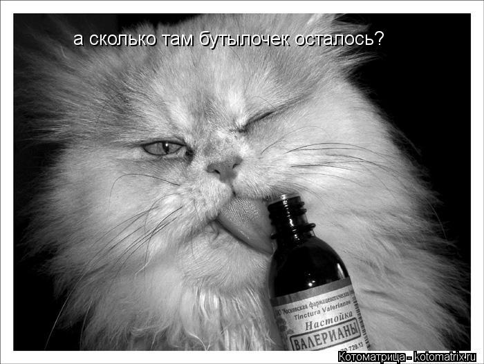 а сколько там бутылочек осталось?... Котоматрица: а сколько там бутылочек осталось?