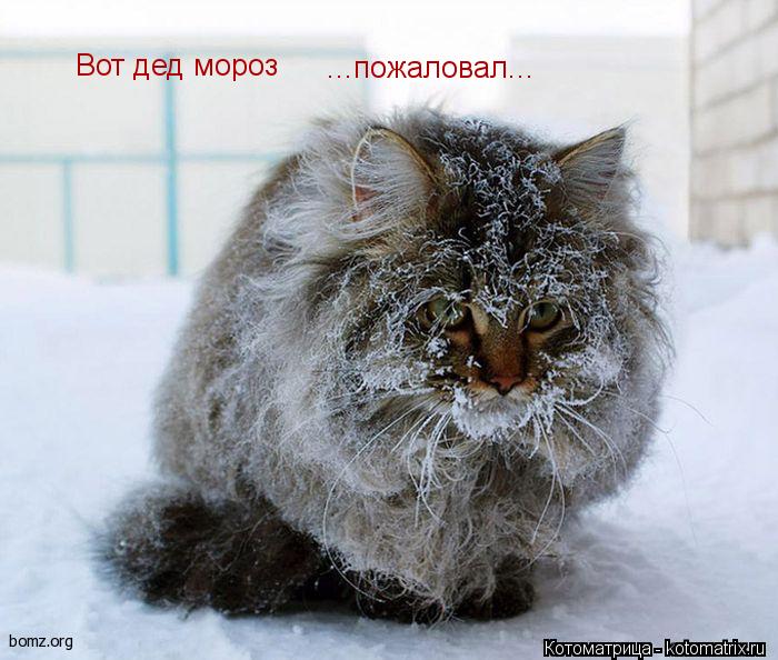 Вот дед мороз ...пожаловал...... Котоматрица: Вот дед мороз ...пожаловал...