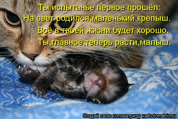 На свет родился,маленький крепыш. Всё в твоей жизни будет хорошо. Ты,главное,теперь расти,малыш. Ты и... Котоматрица: На свет родился,маленький крепыш. Всё в твоей жизни будет хорошо. Ты,главное,теперь расти,малыш. Ты испытанье первое прошёл: