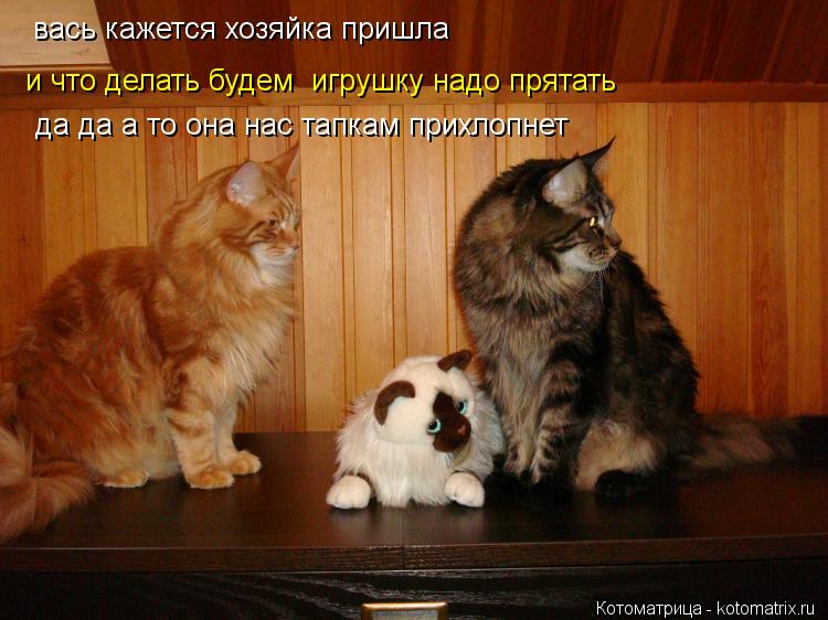 вась кажется хозяйка пришла и что делать будем игрушку надо прятать да да а то она нас тапкам прих... Котоматрица: вась кажется хозяйка пришла и что делать будем игрушку надо прятать да да а то она нас тапкам прихлопнет