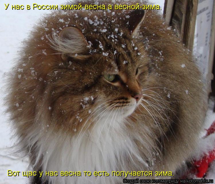Котоматрица: У нас в России зимой-весна,а весной-зима. Вот щас у нас весна то есть получается зима.