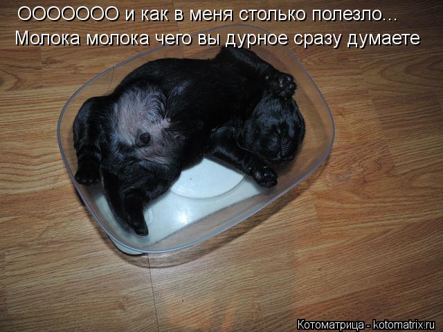 ООООООО и как в меня столько полезло... Молока молока чего вы дурное сразу думаете... Котоматрица: ООООООО и как в меня столько полезло... Молока молока чего вы дурное сразу думаете