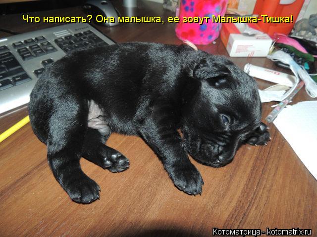 Что написать? Она малышка, ее зовут Малышка-Тишка!... Котоматрица: Что написать? Она малышка, ее зовут Малышка-Тишка!