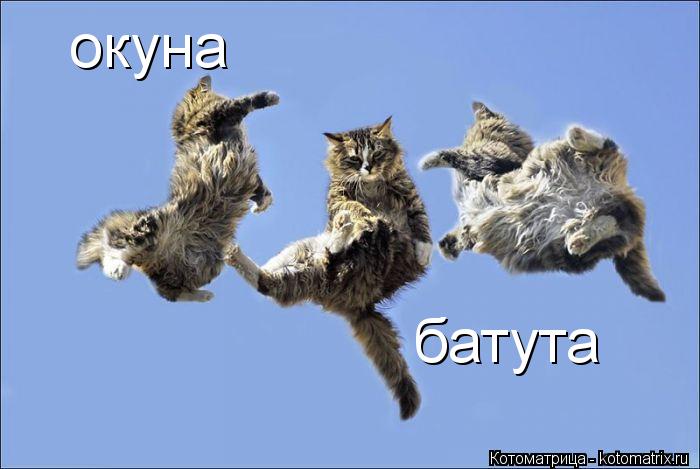Котоматрица: окуна батута