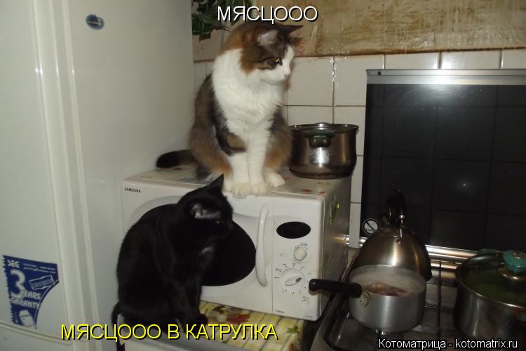 Котоматрица: МЯСЦООО МЯСЦООО В КАТРУЛКА