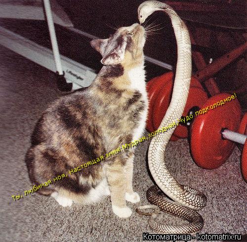 Котоматрица: Ты, любимая моя, Настоящая змея:Мудрая,холодная,Чудо подколодное!