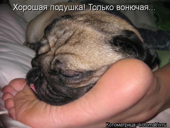 Хорошая подушка! Только вонючая...... Котоматрица: Хорошая подушка! Только вонючая...