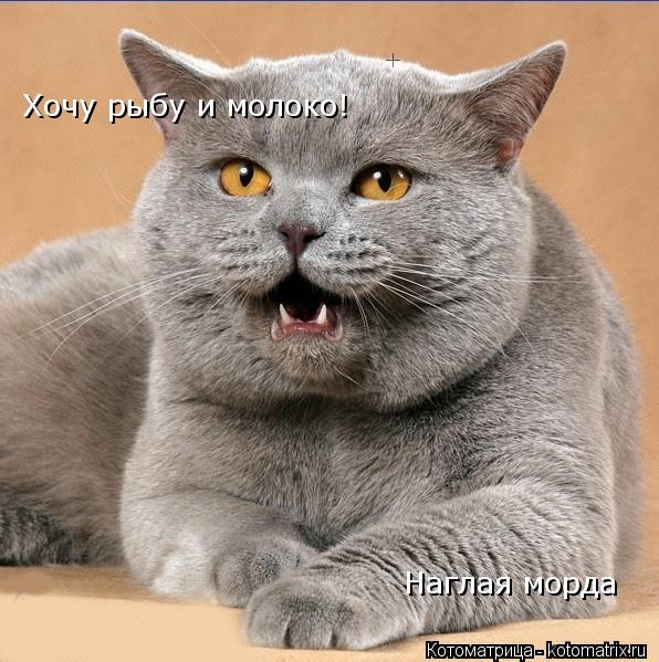 Хочу рыбу и молоко! Наглая морда... Котоматрица: Хочу рыбу и молоко! Наглая морда