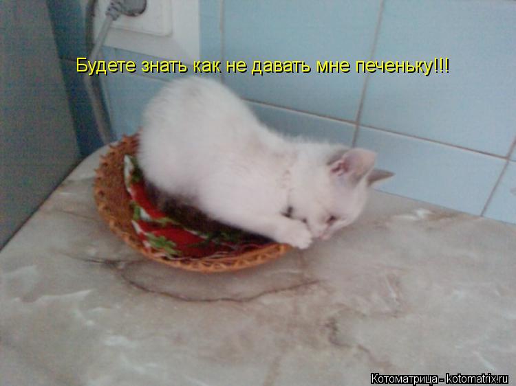Котоматрица: Будете знать как не давать мне печеньку!!!