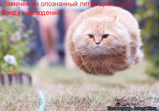 Замечен не опознанный летающий объект Введу наблюдение!... Котоматрица: Замечен не опознанный летающий объект Введу наблюдение!
